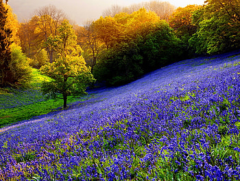 Floral mountain slope, blue, hills, slope, trees, beautiful, nature, flowers, mountain HD wallpaper