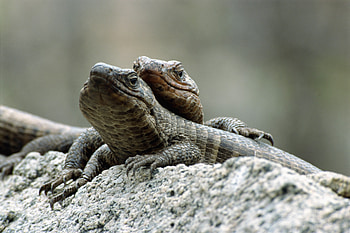 Animals, Lizards, Rock, Couple, Pair, Stone HD wallpaper