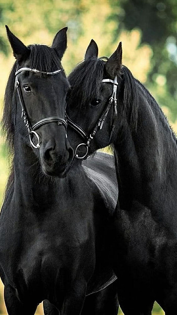 Black Horse, Royal Black HD phone wallpaper