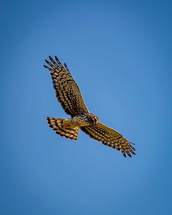 Animals, Bird, Predator, Flight, Wings, Harrier HD phone wallpaper