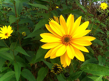 Flowers, Greens, Flower Bed, Flowerbed, Rudbeckia, Rudbekia HD wallpaper