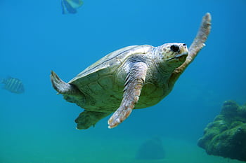 A sea turtle gracefully swimming underwater in the clear blue ocean, surrounded by fish. HD wallpaper
