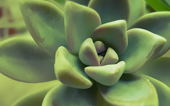 Leaves, Plant, Macro HD wallpaper