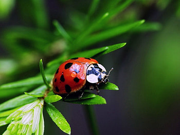 Grass, Leaves, Macro, Color, Stains, Spots, Ladybug, Ladybird HD wallpaper