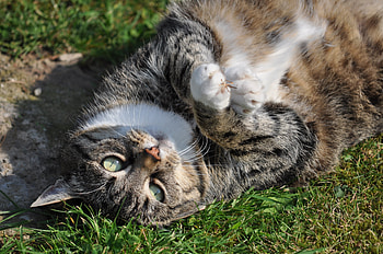 Animals, Cat, Lies, Sunlight HD wallpaper