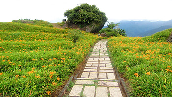 High-mountain daylilies, trail, Daylily, beautiful, nature, flowers, mountain HD wallpaper