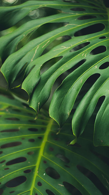 Monstera deliciosa, Green Leaf HD phone wallpaper