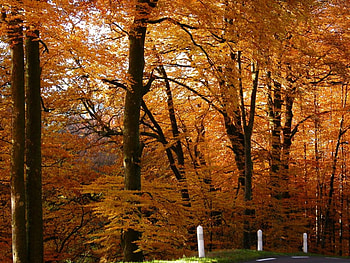 golden forest , golden, forest HD wallpaper