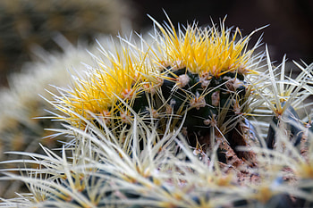 Flowers, Macro, Close-Up, Cactus, Thorns, Prickles HD wallpaper