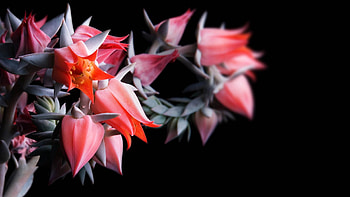 Background, Flower, Plant, Macro HD wallpaper
