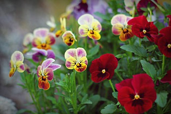 spring pansies, pansies, colorful, flowers, violets HD wallpaper