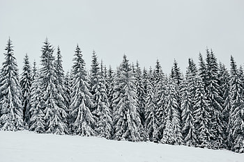 White, snow layer, pine trees, nature HD wallpaper