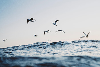 Seagulls, Waves, Ocean, Minimalism HD wallpaper