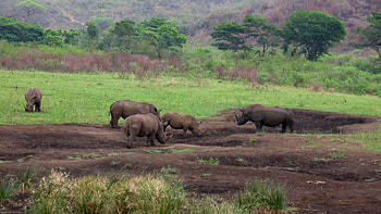 South Africa, Rhinos in the wild, Conservation efforts, African beauty HD wallpaper