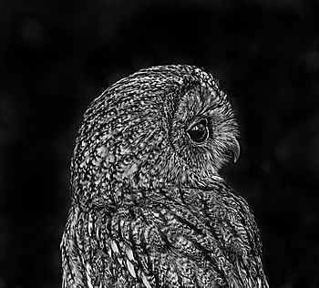 Animals, Owl, Bird, Bw, Chb HD wallpaper