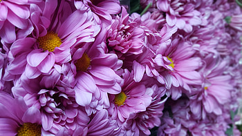 Animals, Flowers, Lilac, Buds HD wallpaper
