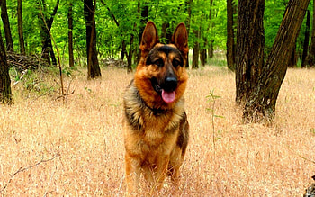 Animals, Dogs HD wallpaper