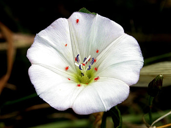 Convolvulus-Arvensis, white, nature, flower HD wallpaper
