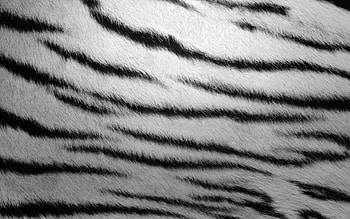 Zebra stripes, Animal fur textures, Dynamic patterns, Monochromatic design HD wallpaper