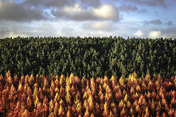 Trees, Peak District National Park, shades of trees, UK HD wallpaper