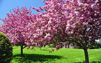 Spring, Nature, Trees, Pink, Garden, Courtyard, Yard, Blooming, Blossoming HD wallpaper