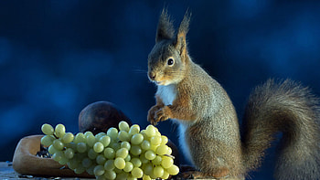 Fur Tail Squirrel Is Eating Green Grapes Standing In Blur Blue Background Squirrel HD wallpaper