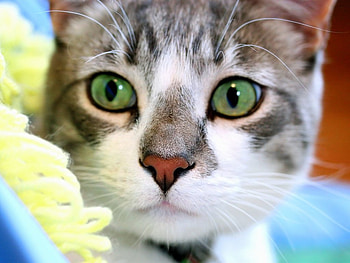 Big eye cat, animal, kitten, cute, cat, feline, eye HD wallpaper