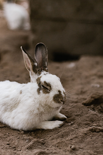 Animals, Spotty, Spotted, Animal, Nice, Sweetheart, Rabbit HD phone wallpaper