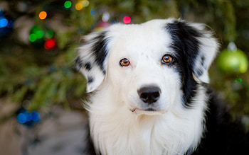 Animals, Dog, Muzzle, Spotty, Spotted HD wallpaper