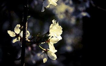 Flowers, Macro, Dark HD wallpaper