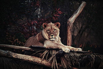 Zoo, Lions HD wallpaper