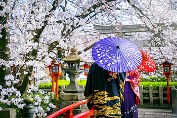 Spring, Japan, Umbrella, Flowering, Cherry blossom, Woman, Sakura HD wallpaper