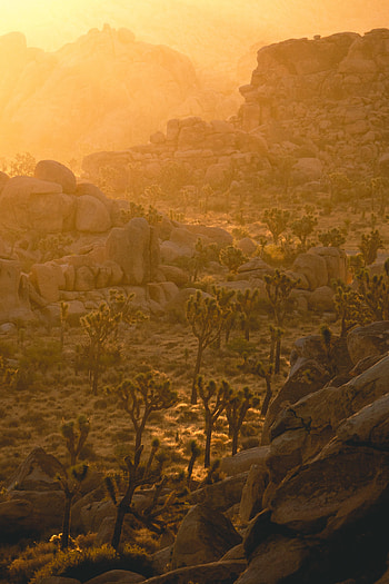 Nature, Trees, Stones, Sun, Rocks, Rays, Beams HD phone wallpaper