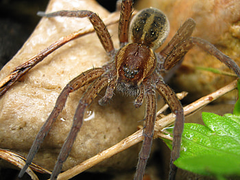 Insects, Spiders HD wallpaper