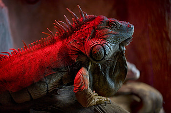 Lady in Red, relaxing, glow, red, dragon, cute, reptile, stunning HD wallpaper