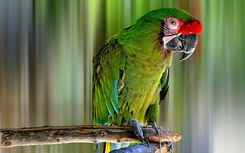 Animals, Parrots, Bird, Color HD wallpaper