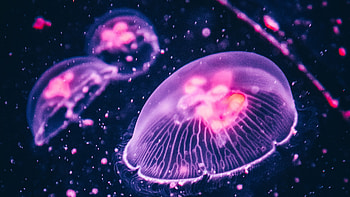 Glowing jellyfish, Neon colors, Underwater marvels, Ethereal beauty HD wallpaper