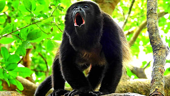 Monkeys in Costa Rica, Special Places, Wildlife, Tropical HD wallpaper