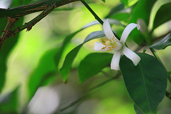 Leaves, Flower, Macro, Bright, Branch HD wallpaper