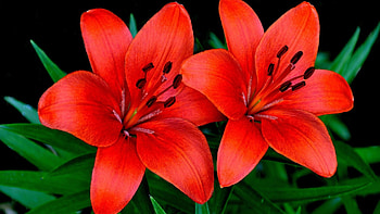 Couple of Lilies, closeup, petals, nature, flowers, lilies HD wallpaper