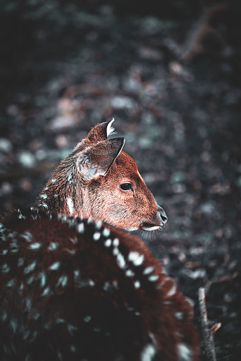 Animals, Muzzle, Blur, Smooth, Wildlife, Deer HD phone wallpaper