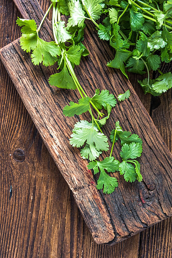 Cilantro plant, Growing guide, Harvesting tips, Culinary uses HD phone wallpaper