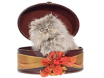Happy Easter Edith Jean (kitty1234) , cats, Persian kitten, gift box, animals HD wallpaper