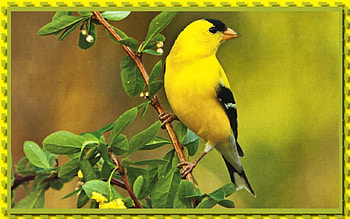 Goldfinch F2, animal, wide screen, wildlife, bird, graphy, goldfinch, , avian HD wallpaper