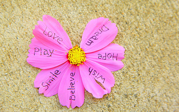 Flower, Words, Petals, Lettering, Inscriptions HD wallpaper