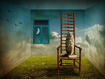 owl, , w, l, o HD wallpaper