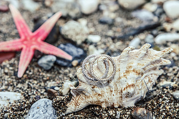 Decorations, Rings, Miscellanea, Miscellaneous, Shell, Nautical, Maritime HD wallpaper