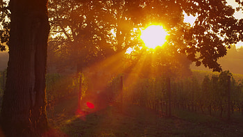 Sunlit oak tree in vineyard, Sunrise beauty, U resolution, Serene ambiance HD wallpaper