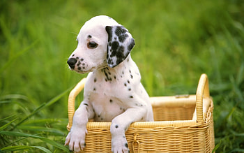 Animals, Dogs HD wallpaper