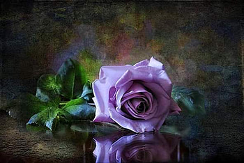 ღ❤ღ, rose, beautiful, macro, flower HD wallpaper